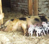 Mangalitza